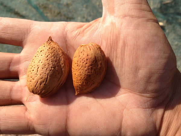 Mortellito Mandorla di Avola (Almonds) [250g]
